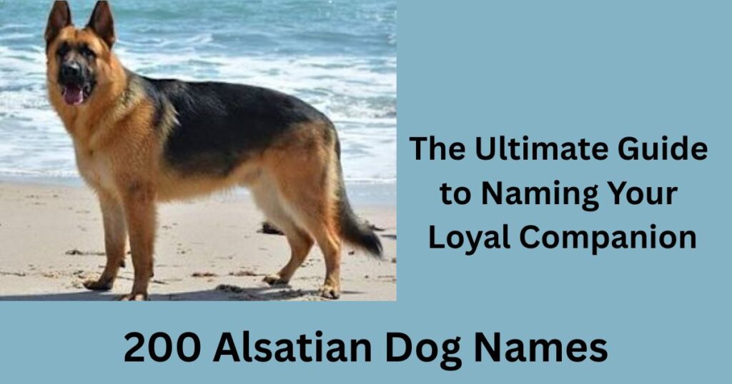 Alsatian Dog Names: The Ultimate Guide to Naming Your Loyal Companion Alsatian Dog Names