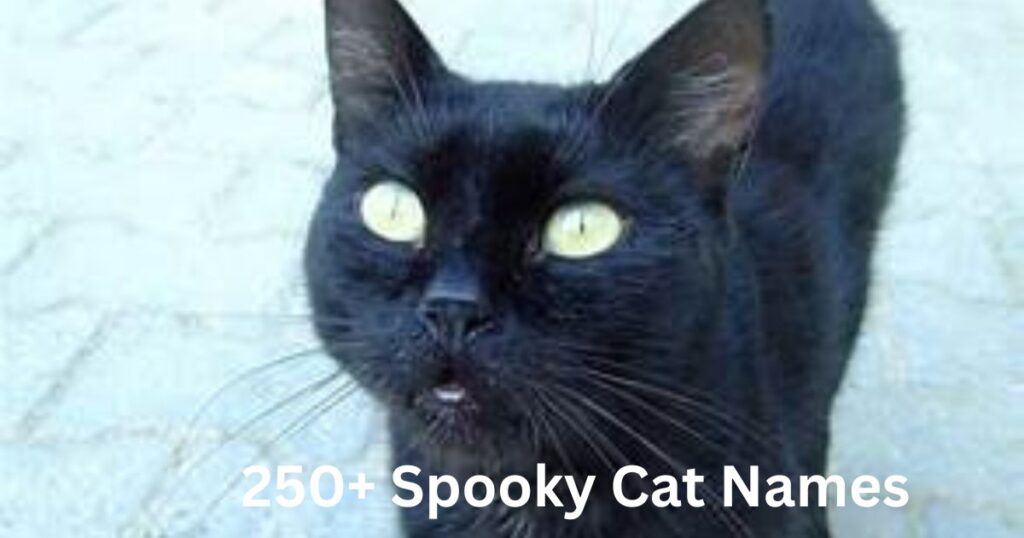 250+ Spooky Cat Names | Unique, Cute, Halloween-Inspired Ideas Spooky Cat Names