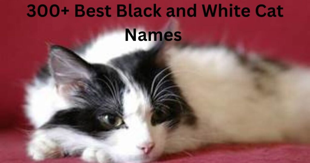 300+ Best Black and White Cat Names (Cute, Unique, Male & Female) Black and White Cat Names